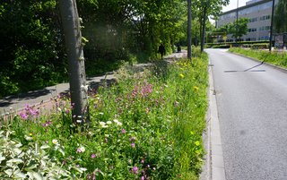 Maaien