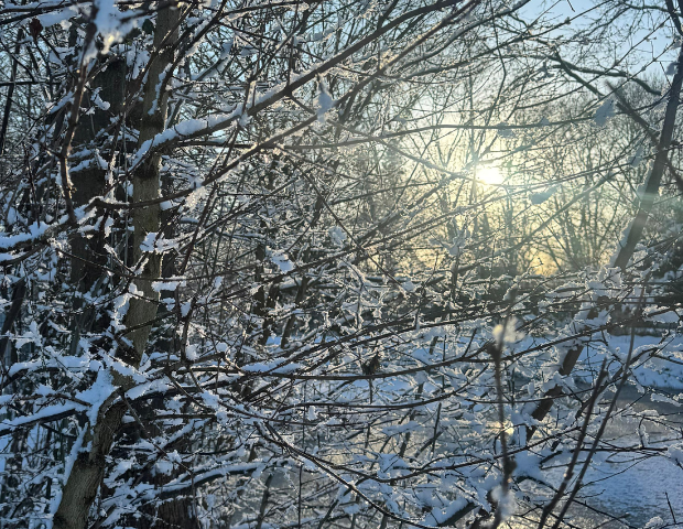 Besneeuwde takken Besneeuwde takken